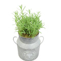 Rosemary in a Milk Churn with Moss Finish – Rustic Herb Garden Plant plants by post