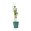 Metal Vertical Line Teal