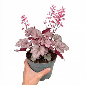 Heuchera Pink Fizz - 2L Pot The Rose Press Garden