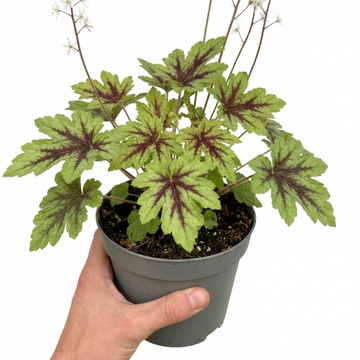Tiarella Angel Wings - 2L Pot The Rose Press Garden