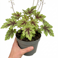 Tiarella Angel Wings - 2L Pot The Rose Press Garden