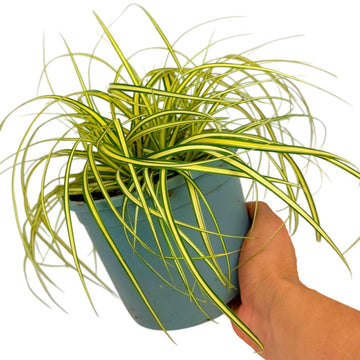 Carex 'Evergold' Japanese Sedge Golden Variegated Evergreen Ornamental Grass 2L Pot The Rose Press Garden