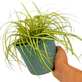 Carex 'Evergold' Japanese Sedge Golden Variegated Evergreen Ornamental Grass 2L Pot The Rose Press Garden