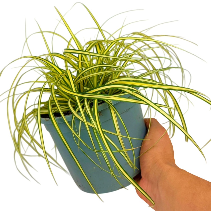 Carex 'Evergold' Japanese Sedge Golden Variegated Evergreen Ornamental Grass 2L Pot The Rose Press Garden