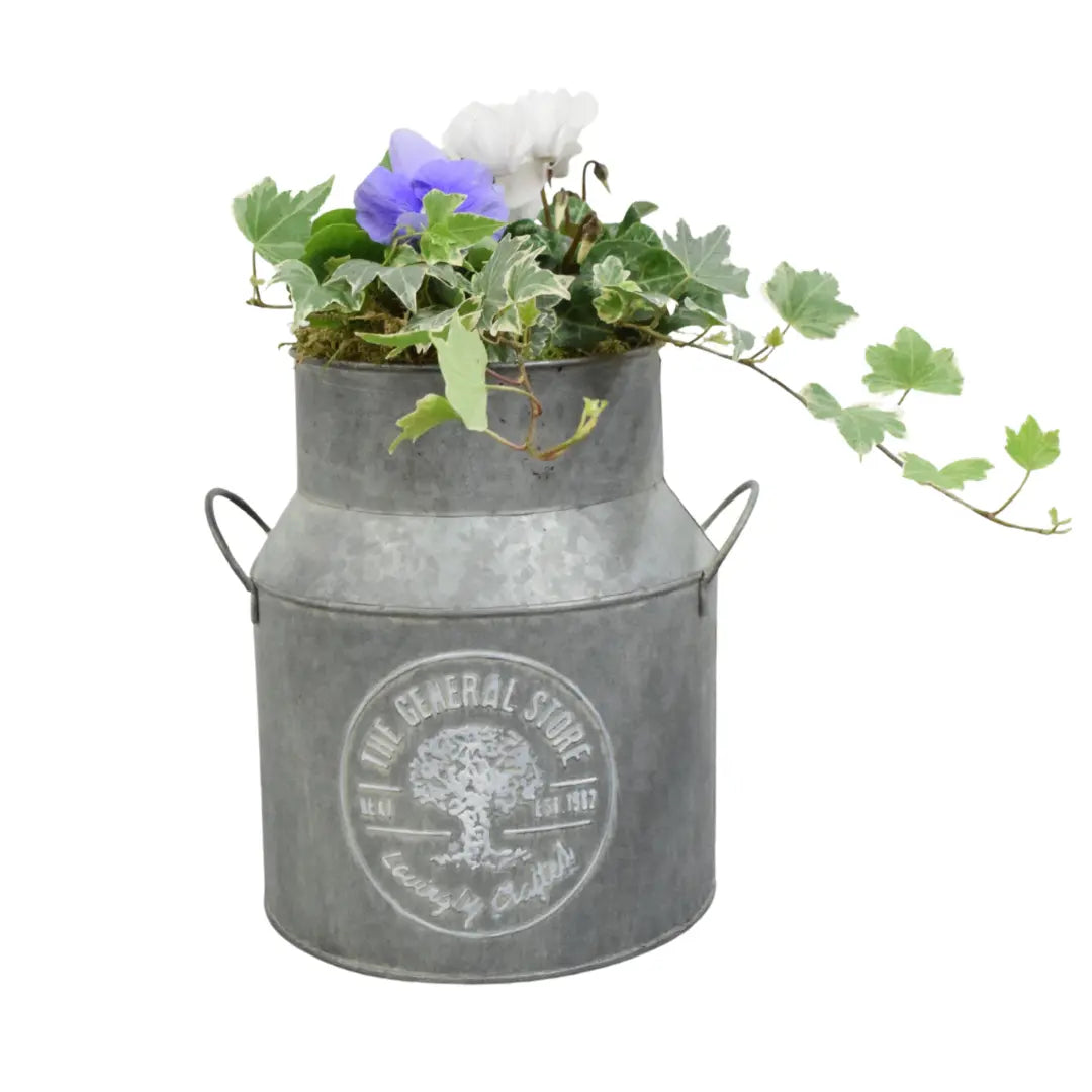 Seasonal Milk Churn with Mixed Plants – Autumn Colour Garden Planter Plants By Post