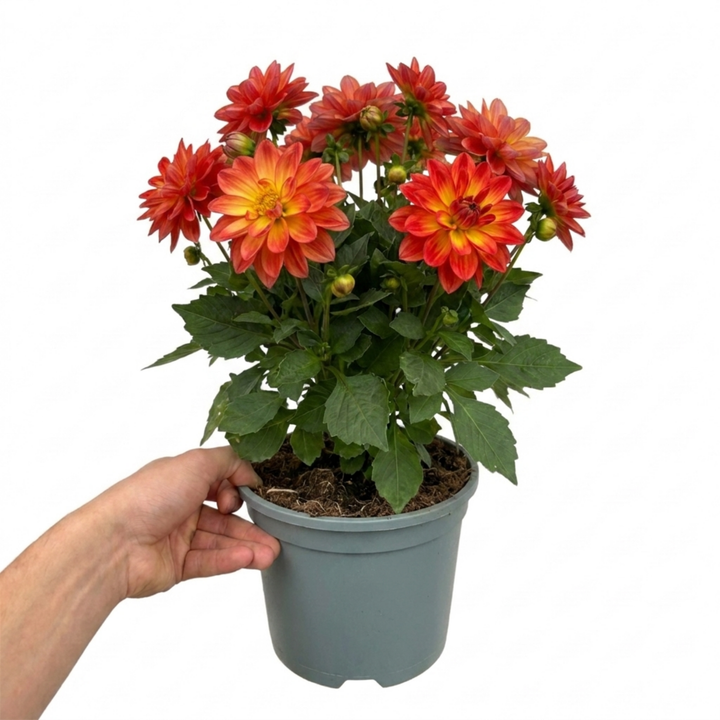 Dahlia Maggiore Fun Fire 3L  Orange & Yellow Dahlia