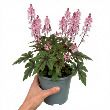 Tiarella Pink Skyrocket - 2L Pot The Rose Press Garden