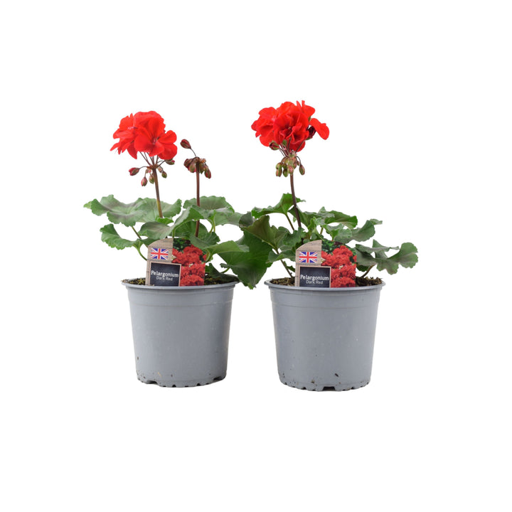 Zonal Geranium Upright Mixed Colours – Set of 2 x 1L Potted Plants Plants By Post