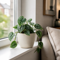 Scindapsus Pictus Trebie Pothos 12cm Pot Plants By Post