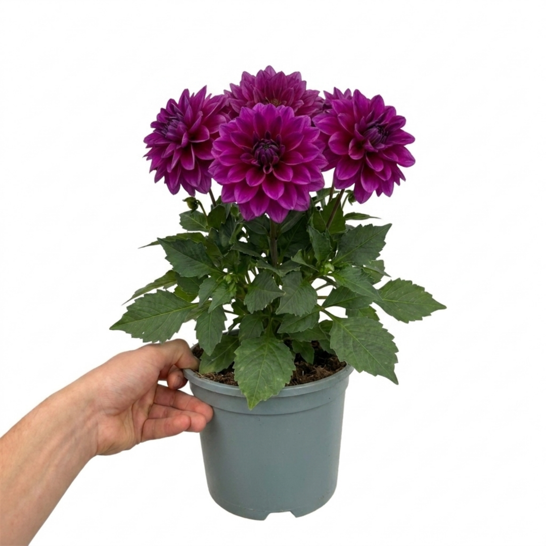 Dahlia Maggiore Purple 3L  Deep Purple Dahlia