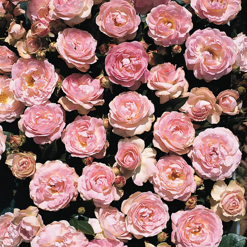 Rose Pearl Anniversary Bush 5.5L