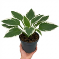 1 Large Plant - Hosta Patriot, Ready to Plant in Your Garden, 2L Pot The Rose Press Garden