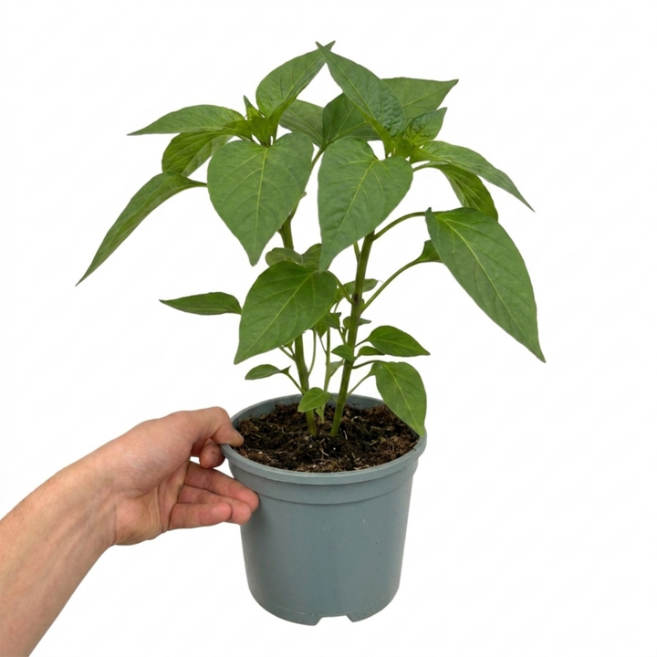 1 Sweet Pepper Thor Live Plant, Outdoor Garden Ready, Grow Your Own Vegetables, 2Ltr Root Ball The Rose Press Garden