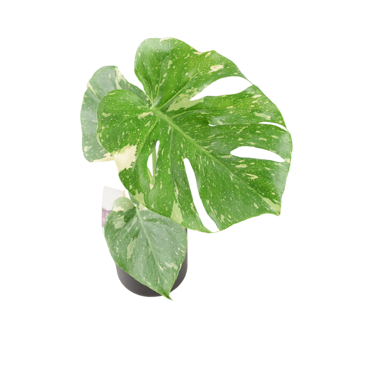 Monstera Thai Constellation – A Rare & Highly Sought-After Variegated Houseplant Plants By Post