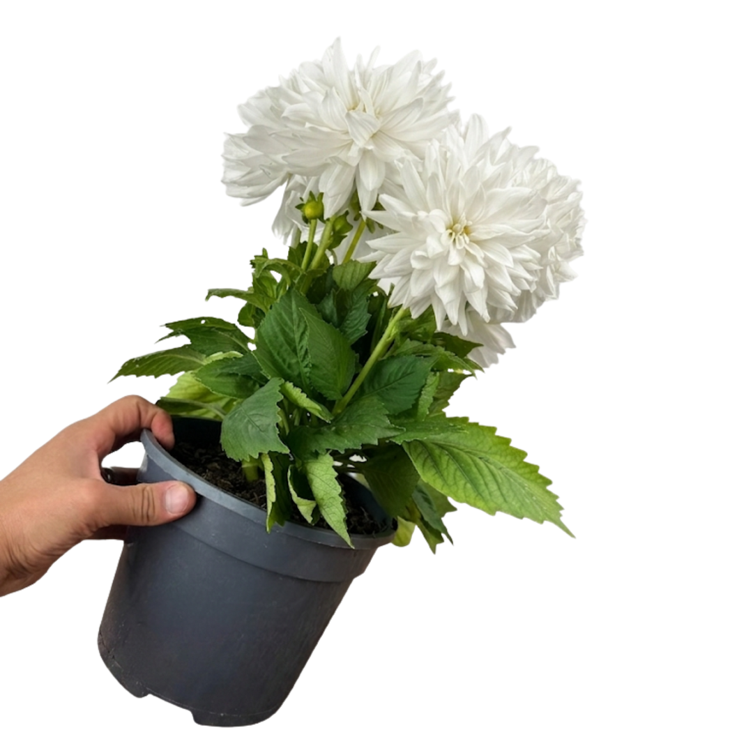 Dahlia Maggiore White 3L Pure White Dahlia
