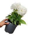Dahlia Maggiore White 3L Pure White Dahlia