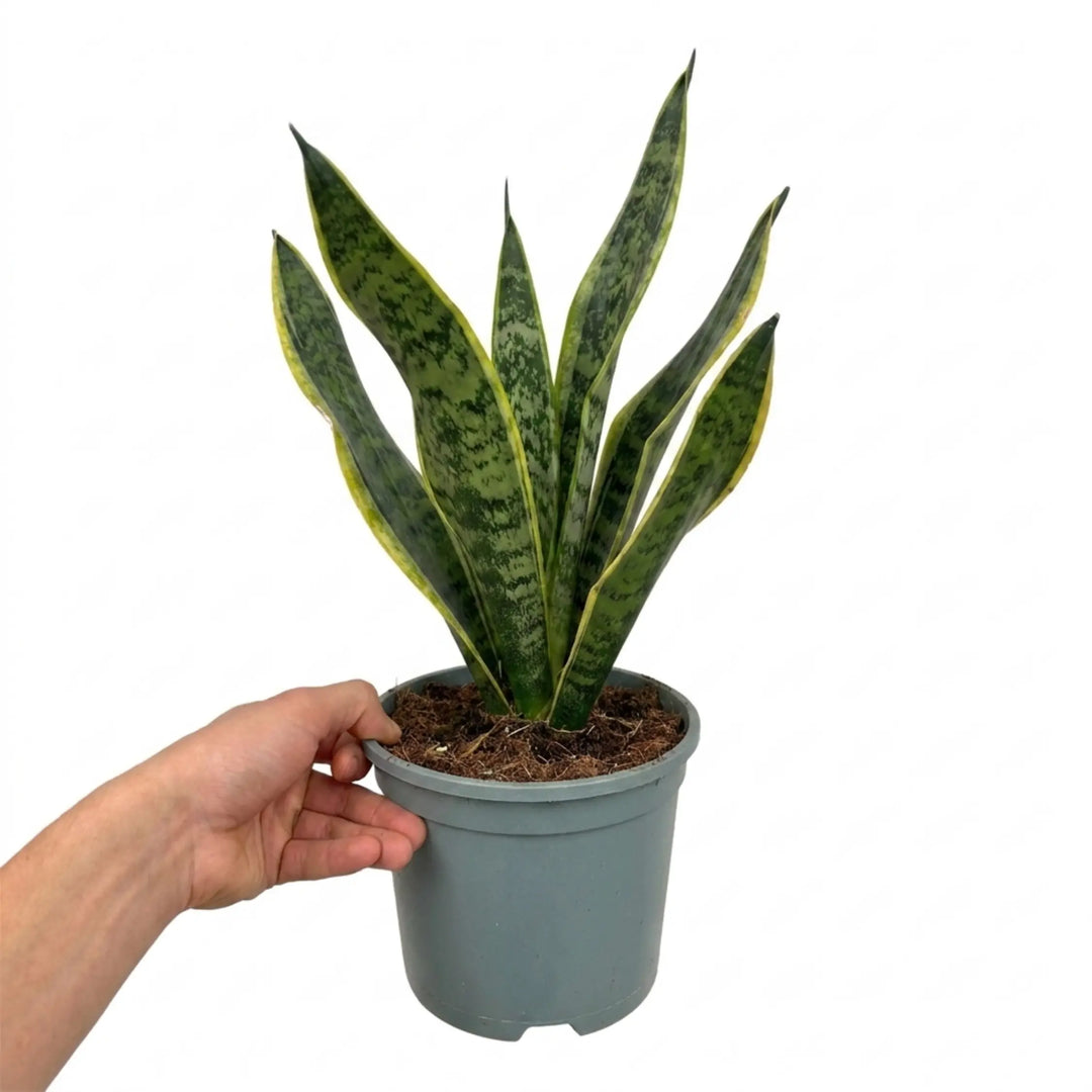 1 Sansevieria Snake Plant, Live Indoor Air Purifying Houseplant, Low Maintenance, Easy Care, 17cm Root Ball Plants By Post