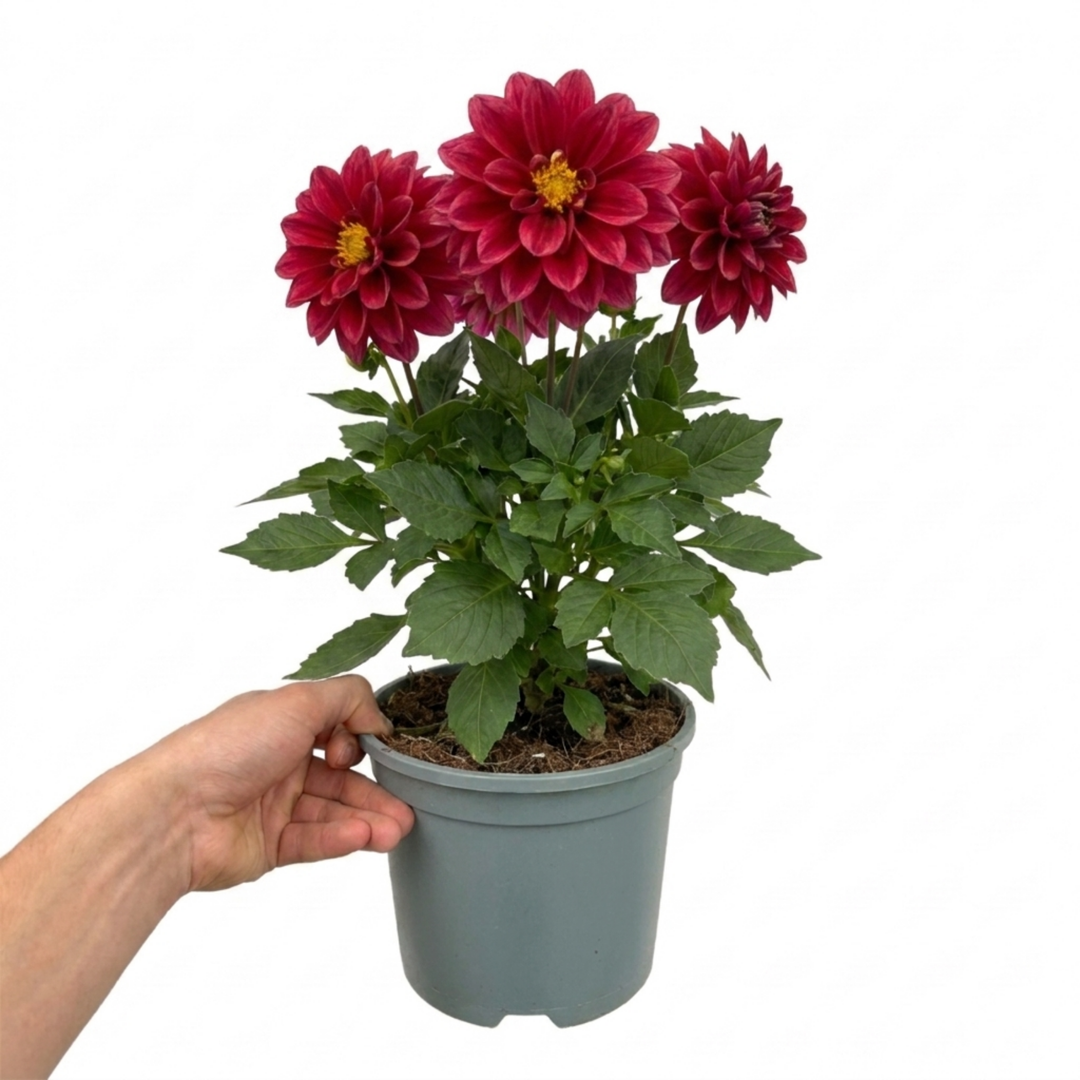 Dahlia Maggiore Fun Pomegranate 3L Deep Red Dahlia