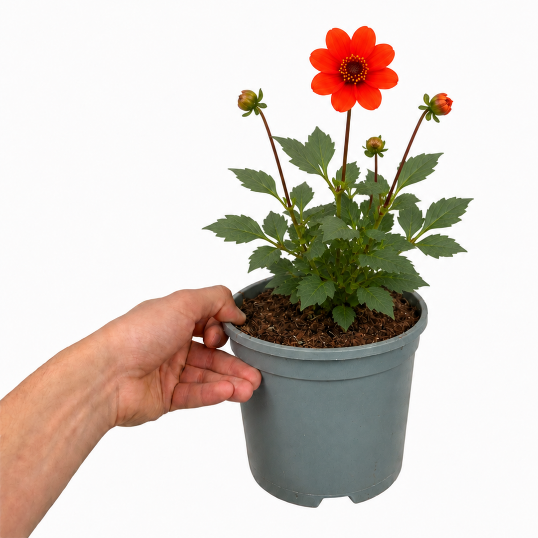 Dahlia Dahlegria Orange 3L  Bright Orange Dahlia