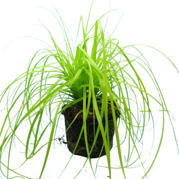Carex 'Everillo' Japanese Sedge Lime Yellow Evergreen Ornamental Grass 2L Pot The Rose Press Garden