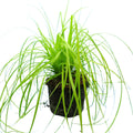 Carex 'Everillo' Japanese Sedge Lime Yellow Evergreen Ornamental Grass 2L Pot The Rose Press Garden