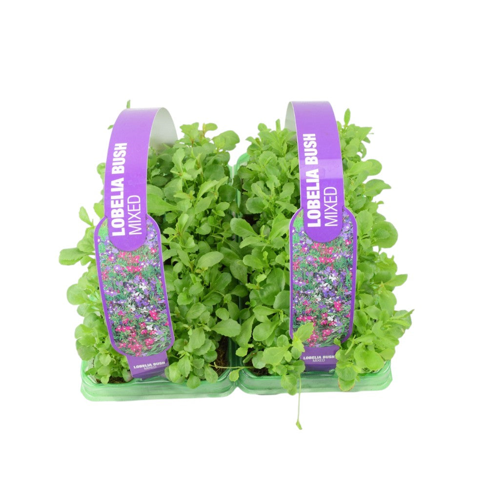 Lobelia Bush Mixed 6 Pack x 2 - 12 Plants Vibrant Colour Ready to Plant plants by post