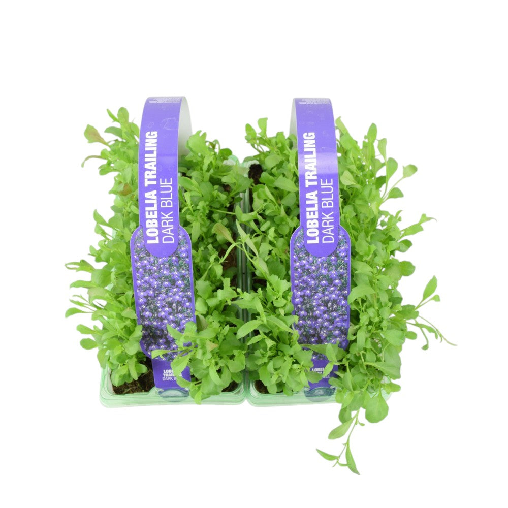 Lobelia Trailing Dark Blue 6 Pack x 2 - 12 Plants Vibrant Sapphire Blooms plants by post