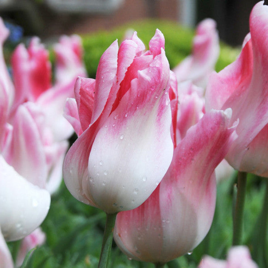 Tulip 'Holland Chic' (15 Bulbs) The Rose Press Garden