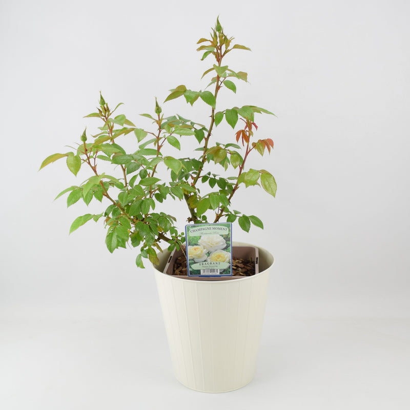 Rose Champagne Moment Bush 5.5L