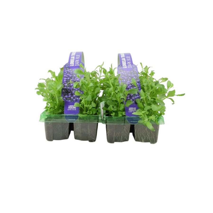 Lobelia Trailing Dark Blue 6 Pack x 2 - 12 Plants Vibrant Sapphire Blooms plants by post