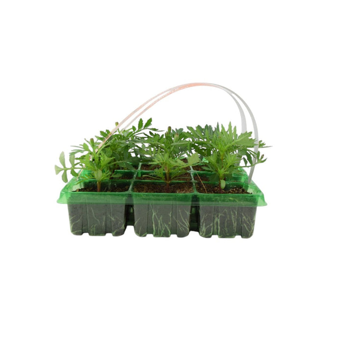 Marigold French Mixed 6 Pack x 2 - 12 Plants Colourful Summer Blooms plants by post