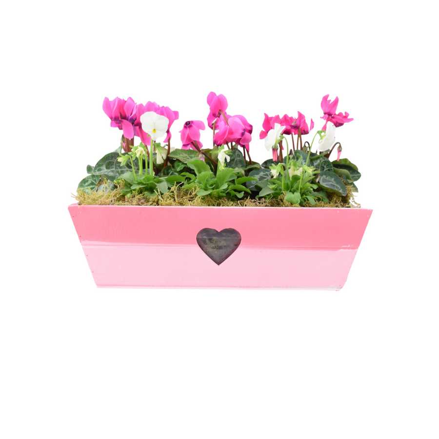 Pink & White Wooden Trough Planter - Vibrant Garden Flower Planter Plants By Post