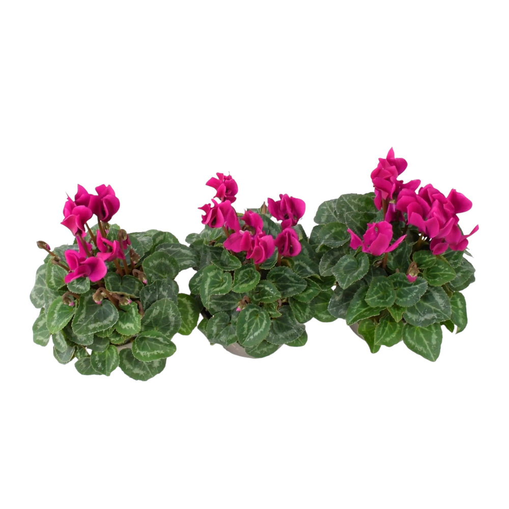 Cyclamen Purple Plants in 9cm Pots x 3 – Autumn Bedding for Baskets & Containers plants by post