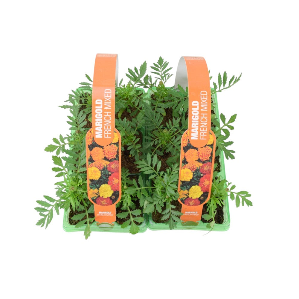 Marigold French Mixed 6 Pack x 2 - 12 Plants Colourful Summer Blooms plants by post