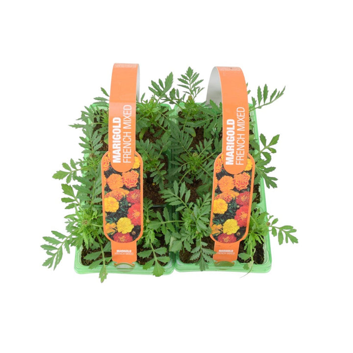 Marigold French Mixed 6 Pack x 2 - 12 Plants Colourful Summer Blooms plants by post