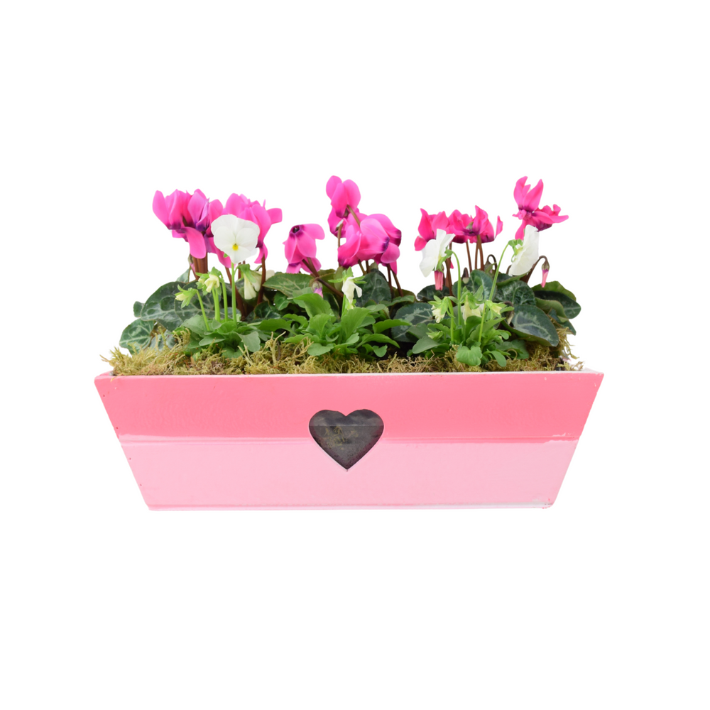 Pink & White Wooden Trough Planter - Vibrant Garden Flower Planter Plants By Post