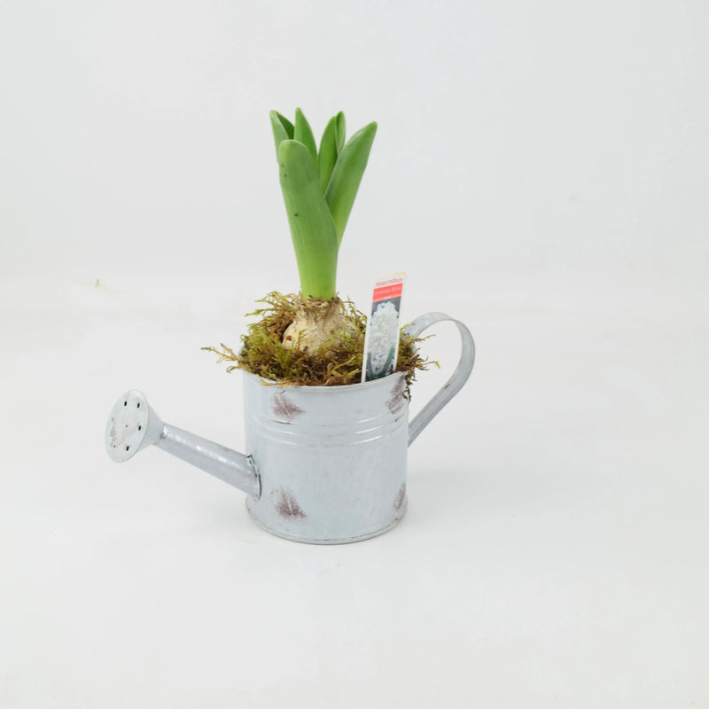 Hyacinth Planted Metal Watering Can