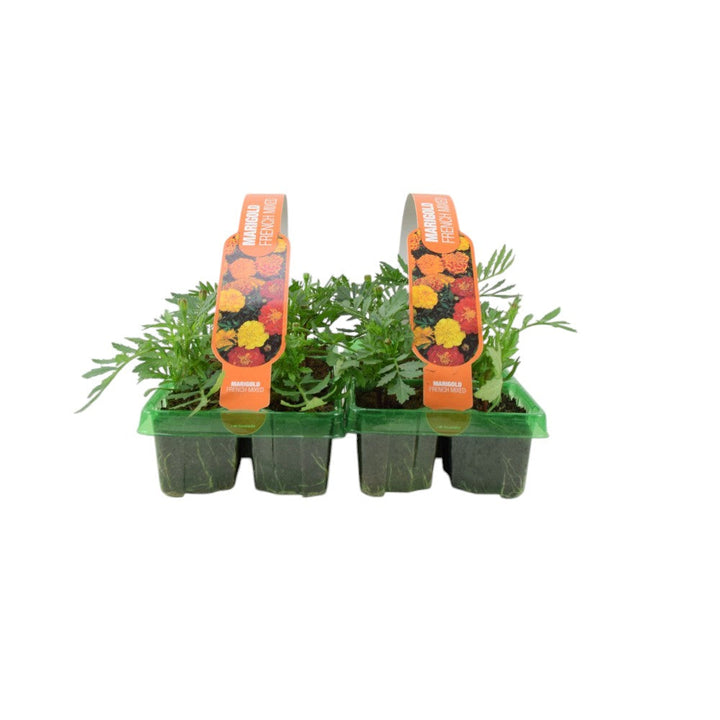 Marigold French Mixed 6 Pack x 2 - 12 Plants Colourful Summer Blooms plants by post