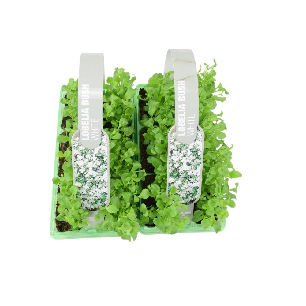 Lobelia Bush White 6 Pack x 2 - 12 Plants Elegant Summer Blooms Ready to Plant plants by post