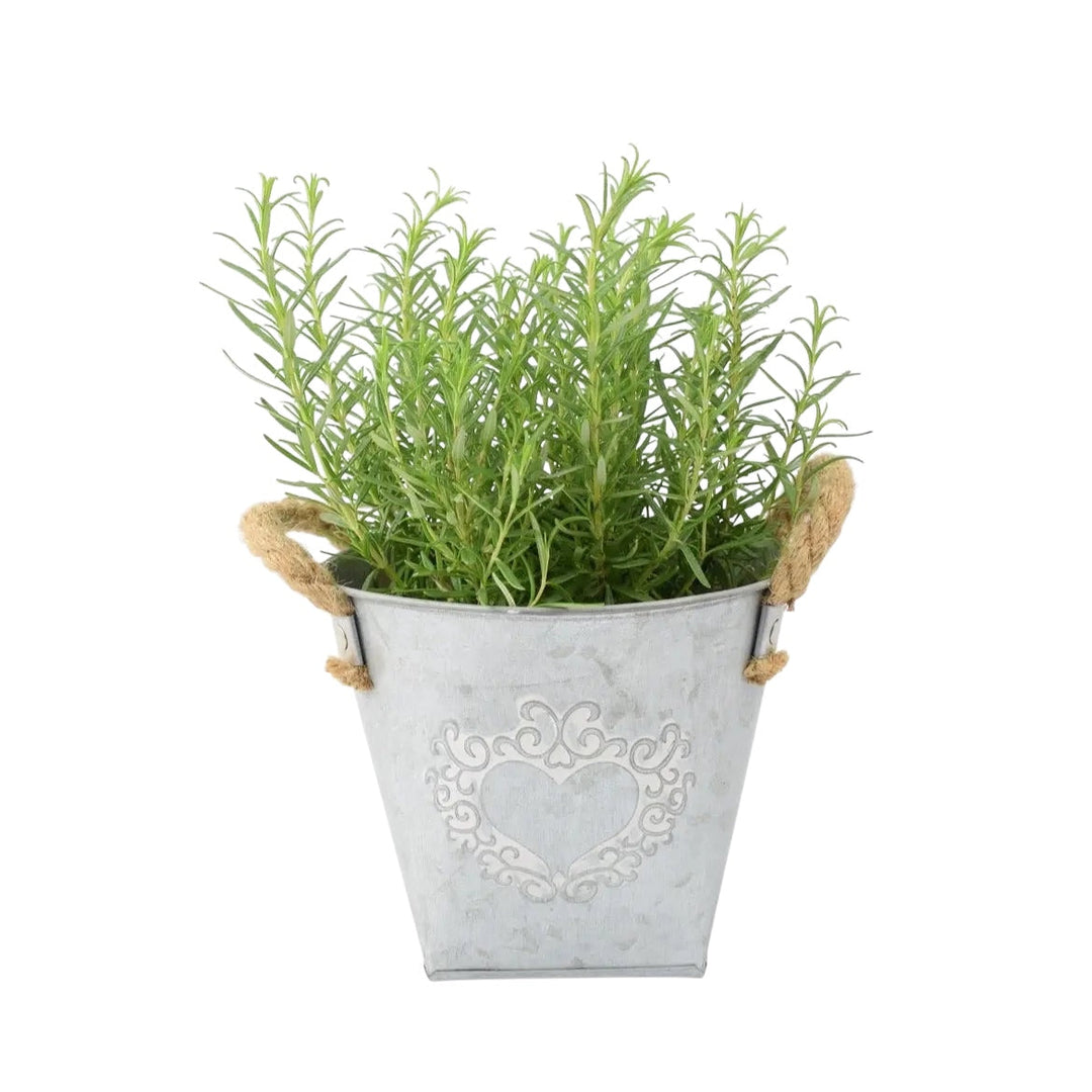 Rosemary in Heart Tin – Fragrant Mediterranean Herb for Home and Garden Plants By Post