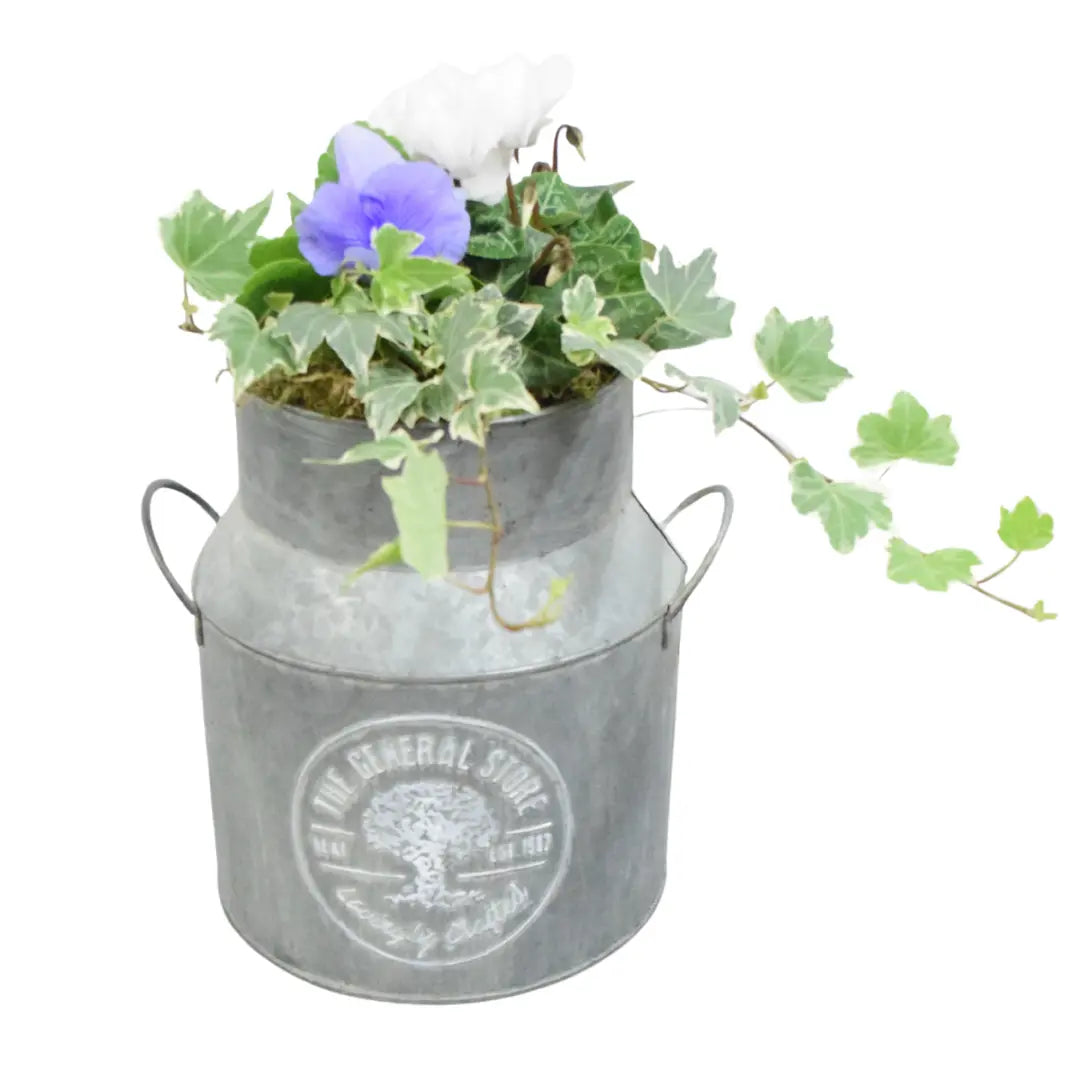 Seasonal Milk Churn with Mixed Plants – Autumn Colour Garden Planter Plants By Post