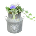 Seasonal Milk Churn with Mixed Plants – Autumn Colour Garden Planter Plants By Post