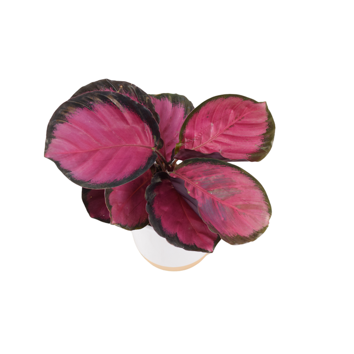 Calathea Roseopicta ‘Rosy’ – Indoor Prayer Plant with Stunning Pink Leaves (12cm Pot) Plants By Post