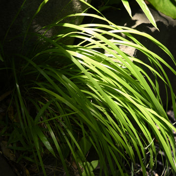 Carex 'Everillo' Japanese Sedge Lime Yellow Evergreen Ornamental Grass 2L Pot The Rose Press Garden