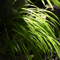 Carex 'Everillo' Japanese Sedge Lime Yellow Evergreen Ornamental Grass 2L Pot The Rose Press Garden