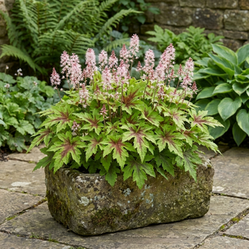 Tiarella Angel Wings - 2L Pot The Rose Press Garden