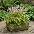 Tiarella Angel Wings - 2L Pot The Rose Press Garden