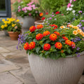 Lantana Bandolista Chilli Summer Flowering Plant 2L Pot The Rose Press Garden