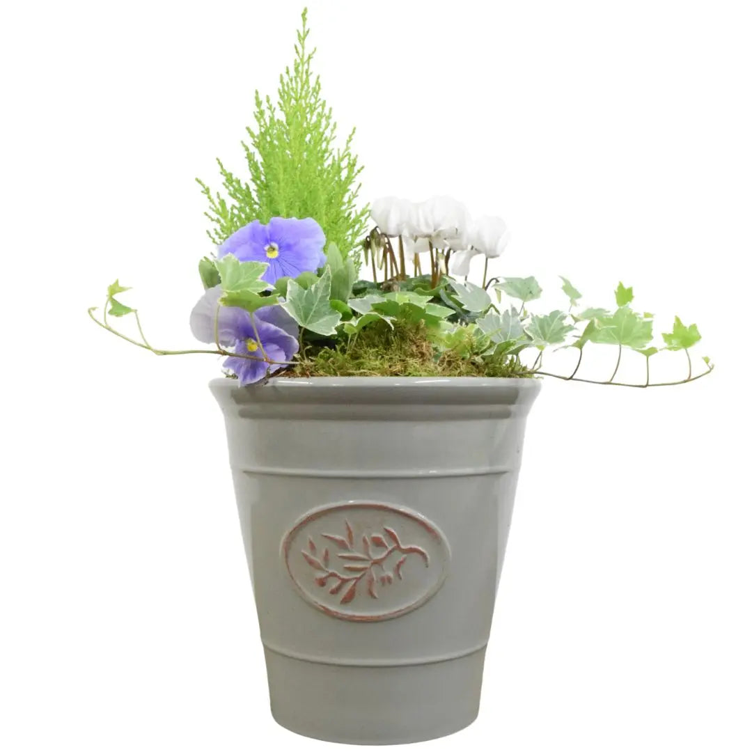 Olive Planter with Mixed Seasonal Plants – Grey or Green Garden Container Plants By Post