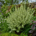 Ligustrum japonicum 'Argenteum' Silver Variegated Privet Hedging Plant 2L Pot The Rose Press Garden